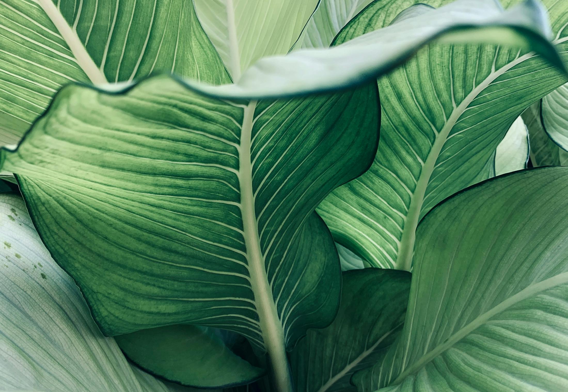 Plants