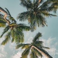 Palm trees