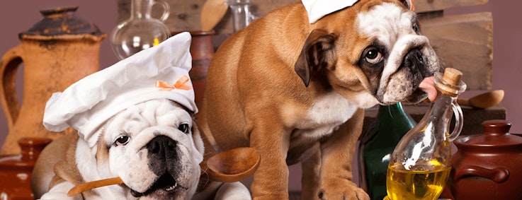 Zwei Englische Bulldoggen sitzen inmitten von Lebensmitteln und tragen eine weiße Kochmütze.