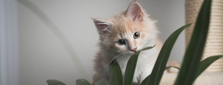 giftige-Pflanzen-Katze Header