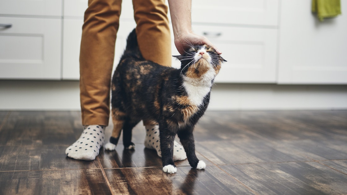 Katze erziehen: Vier Tipps für wohl erzogene Samtpfoten
