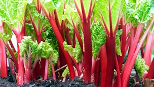 rhubarb-growing-in-soil