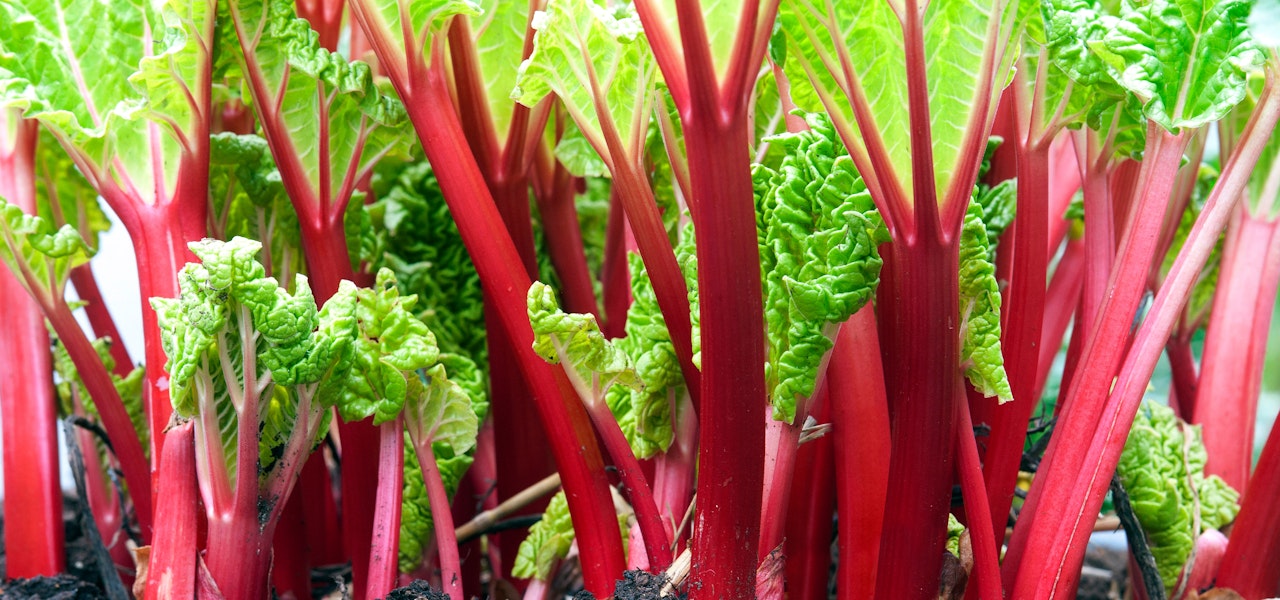 rhubarb-growing-in-soil