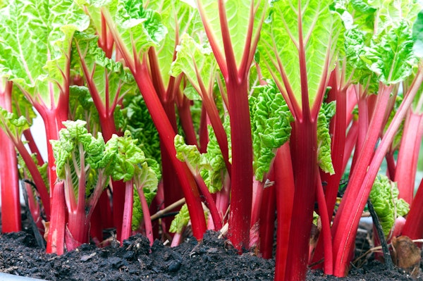 rhubarb-growing-in-soil