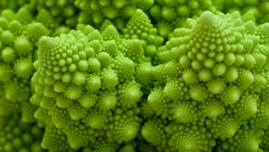 romanesco-broccoli-closeup