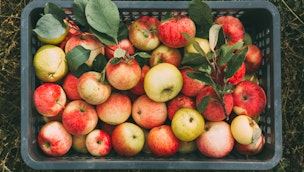 fresh-apples