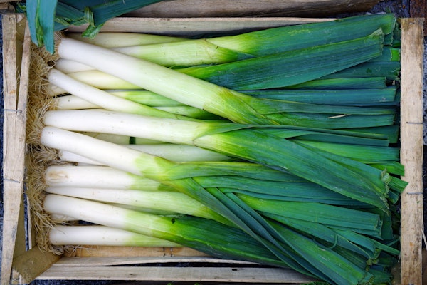 freshly-harvested-leeks-in-a-crate