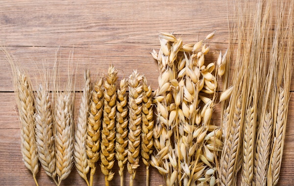 wheat-rye-barley-oats