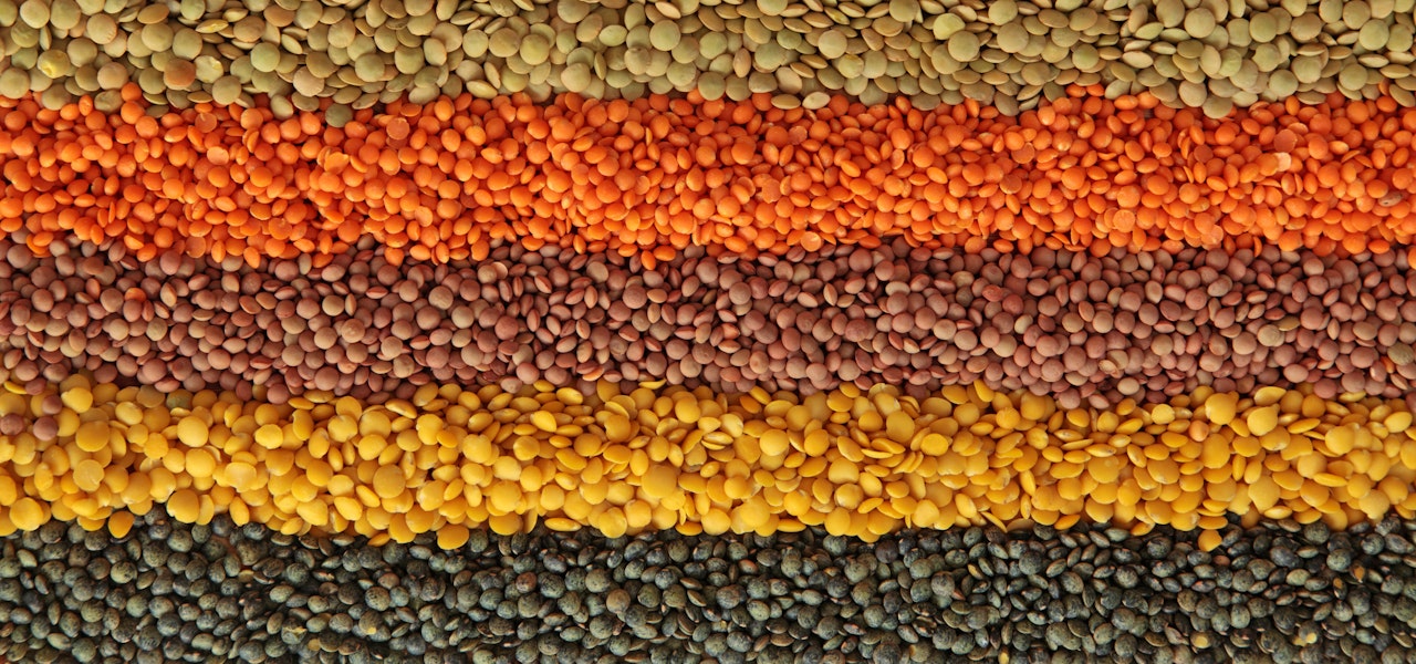 lines-of-lentils