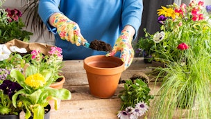 transplanting-flower-into-new-pot