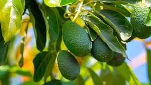 avocados-growing-on-a-tree