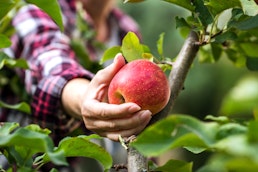 farmer-picking-an-apple