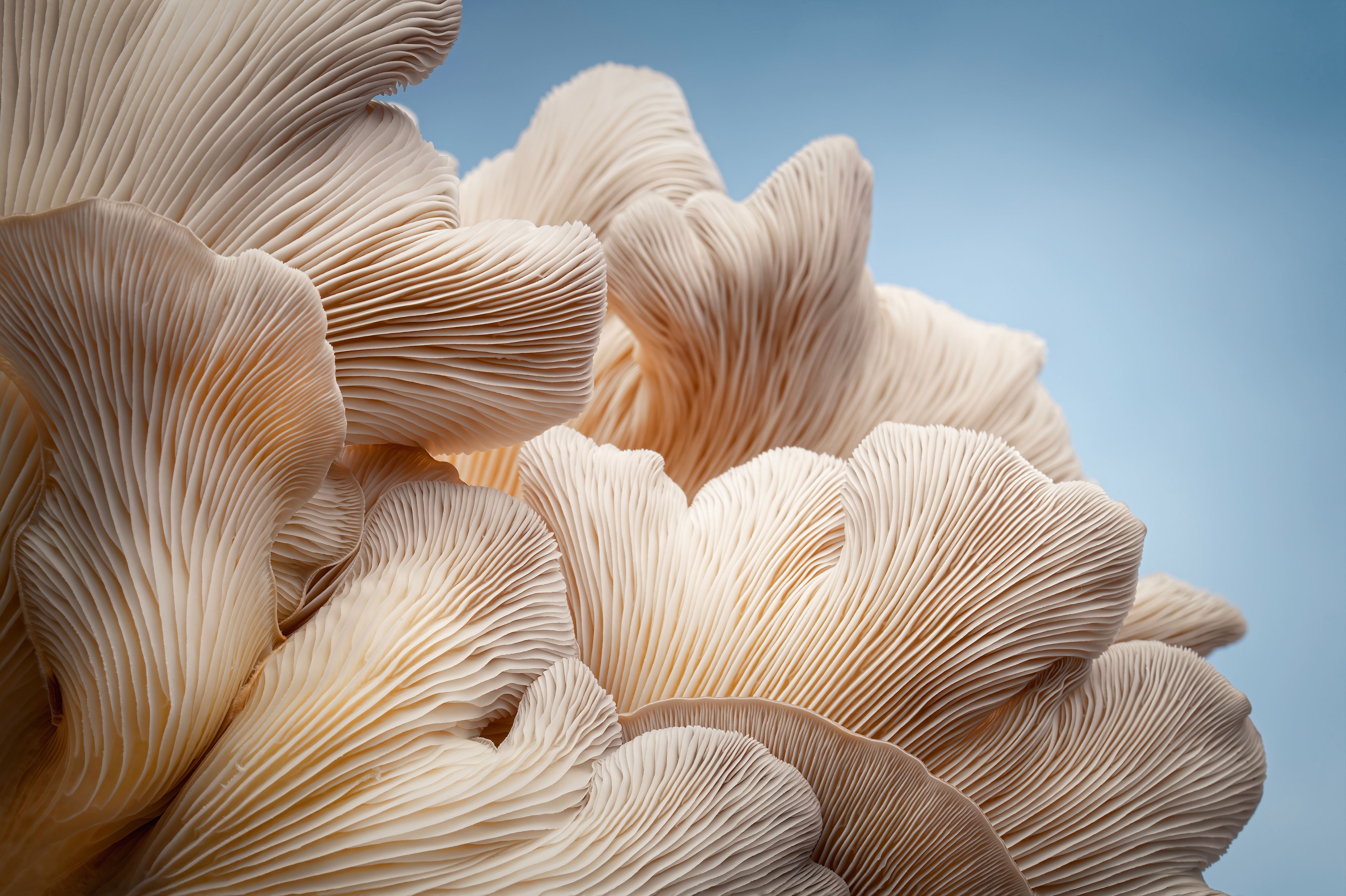 Mushrooms Treating Cancer and Lowering Risk