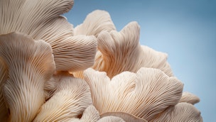 underside-oyster-mushroom