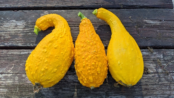 three-yellow-squash