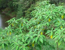 australian grown tobacco Description australian grown tobacco Description
