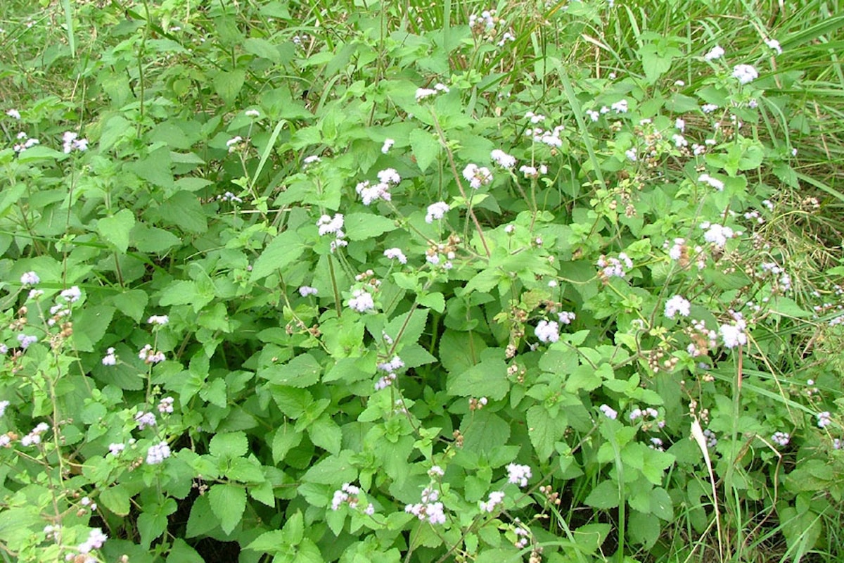 Blue billygoat weed