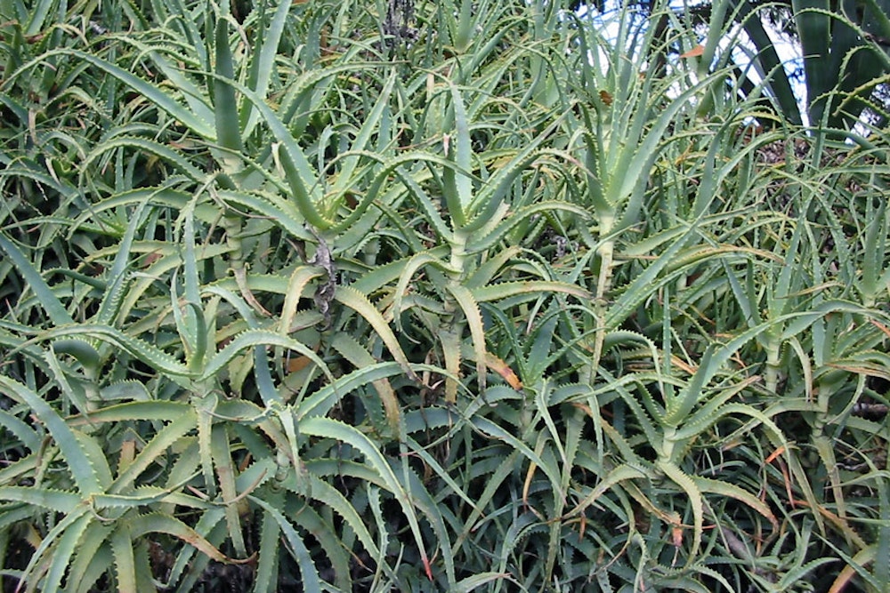 Candelabra aloe