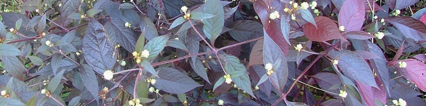 Habit in flower (Photo: Sheldon Navie)