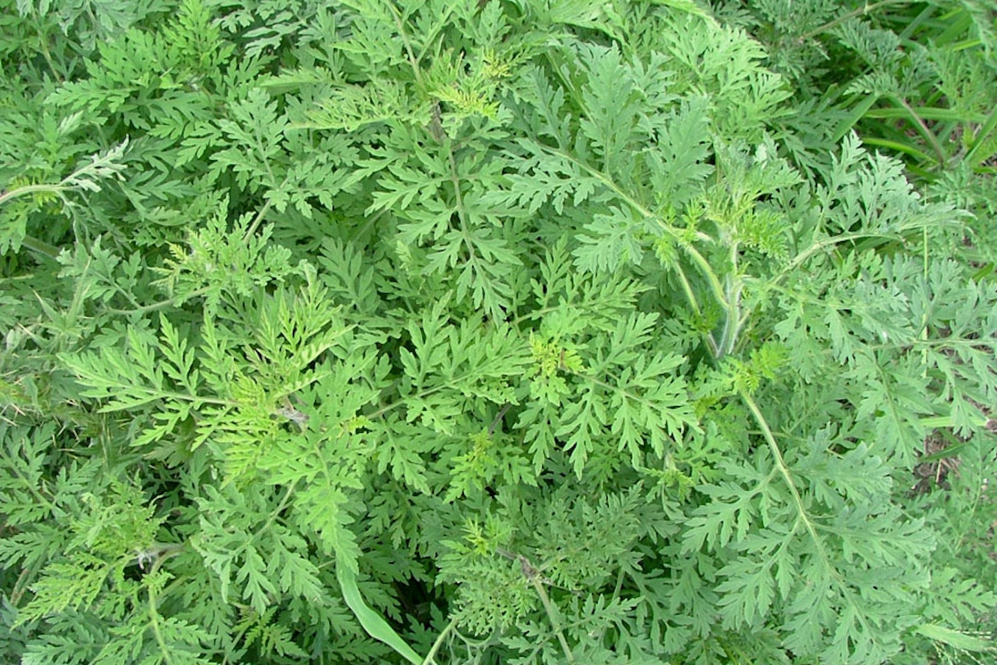 Annual ragweed