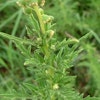 Perennial ragweed