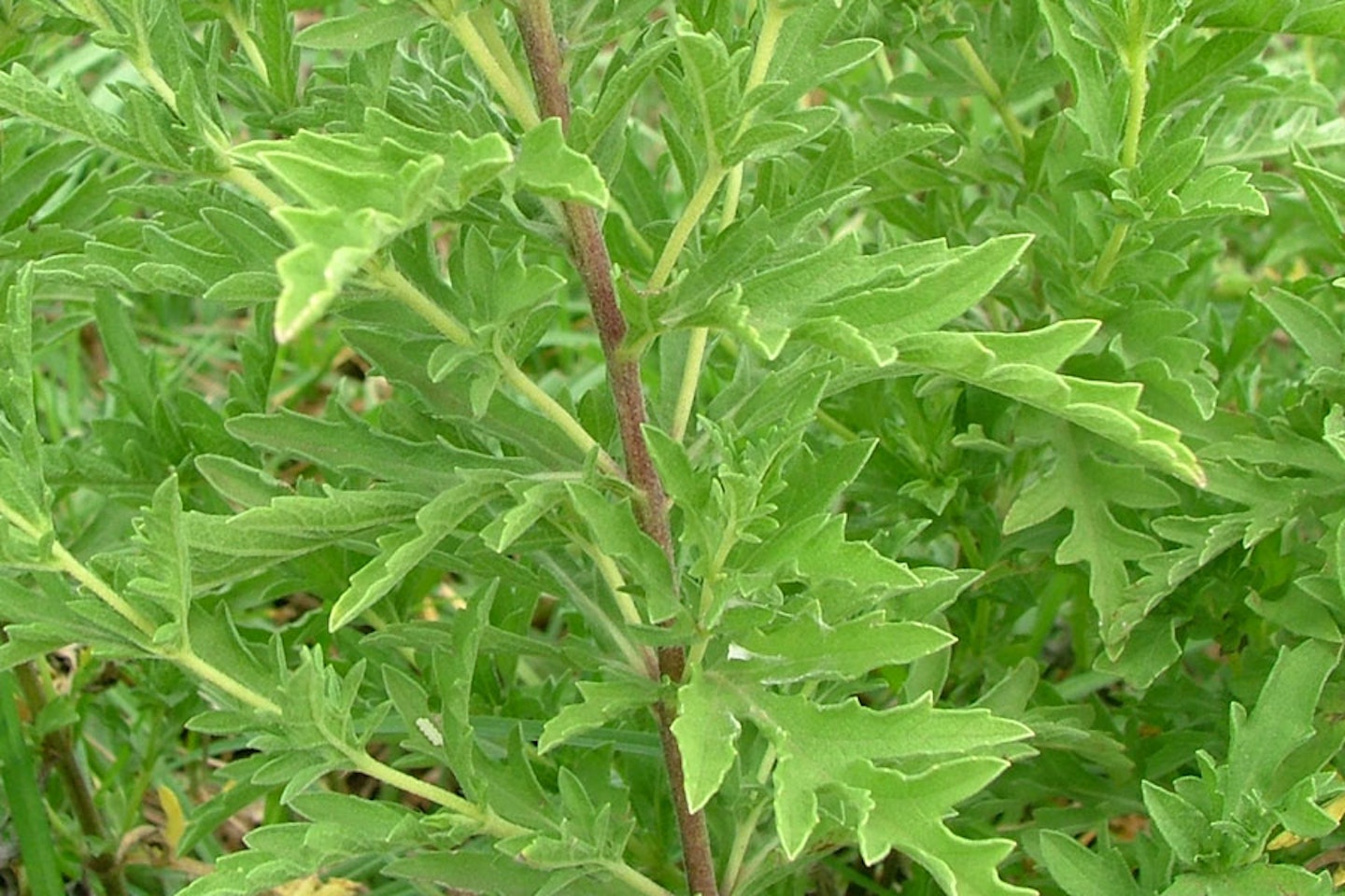 Perennial ragweed