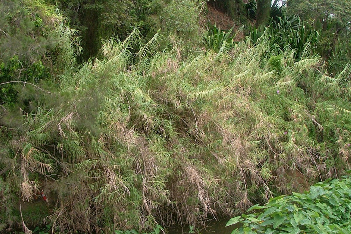 Giant reed