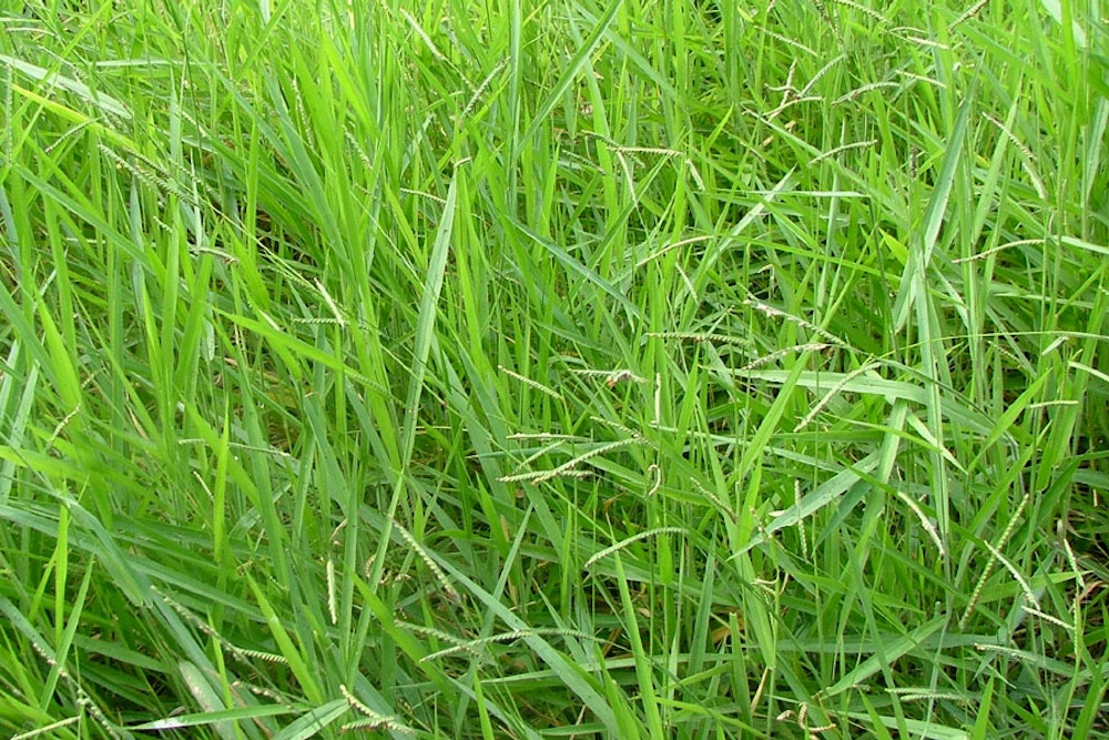 Signal grass