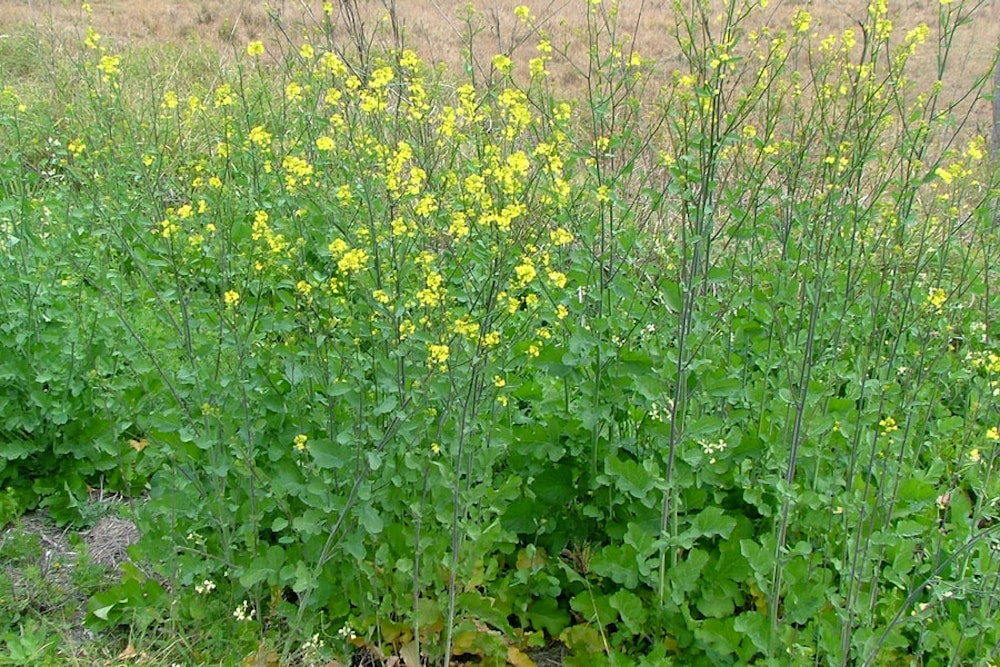 Indian mustard