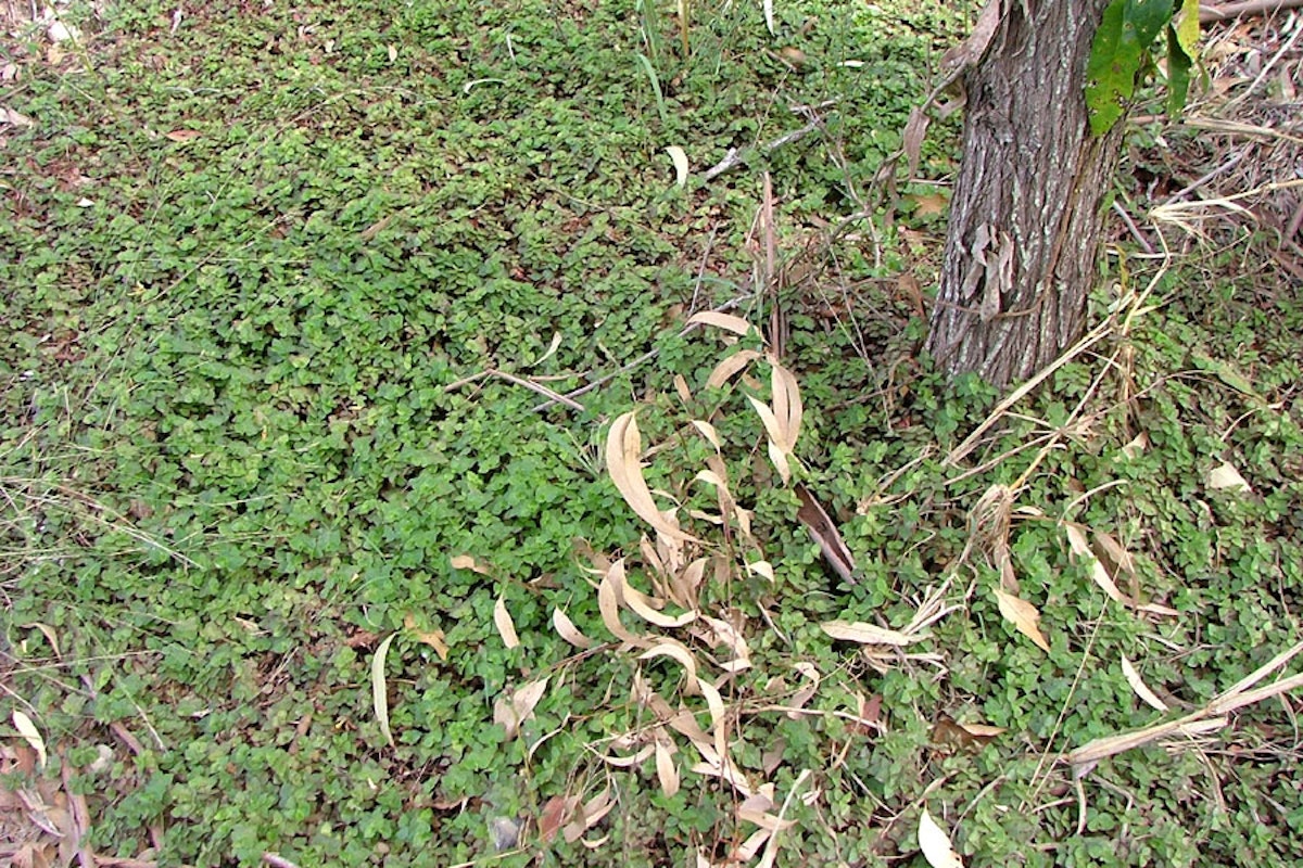 Creeping inch plant