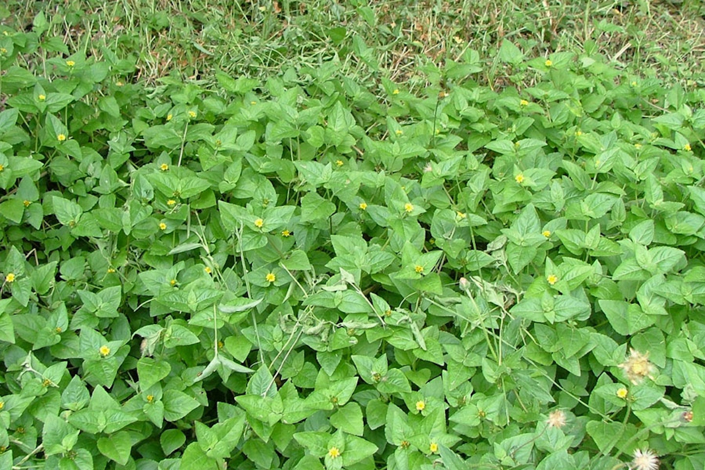 creeping weeds identification