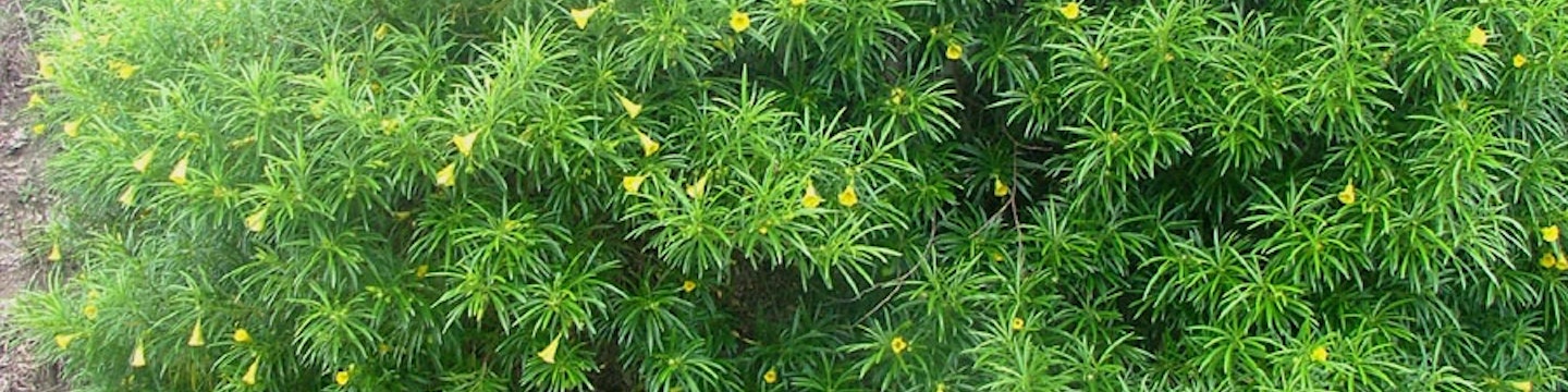 Yellow oleander