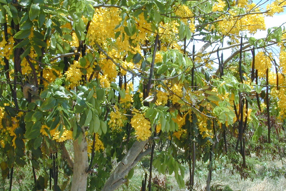 Golden shower tree