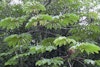 (Photo: Forest and Kim Starr, USGS)