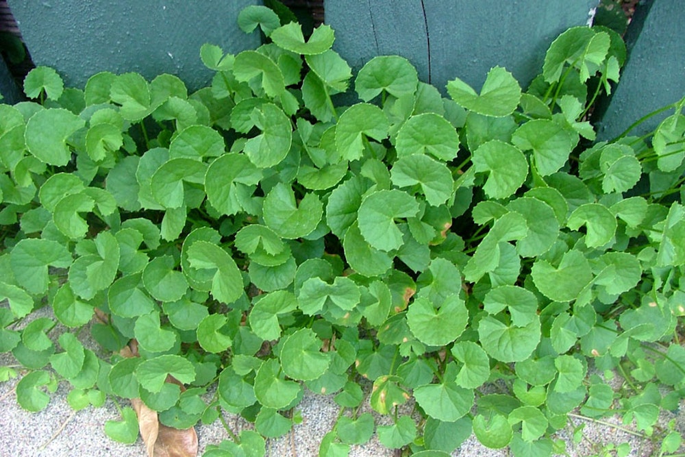 Pennywort.