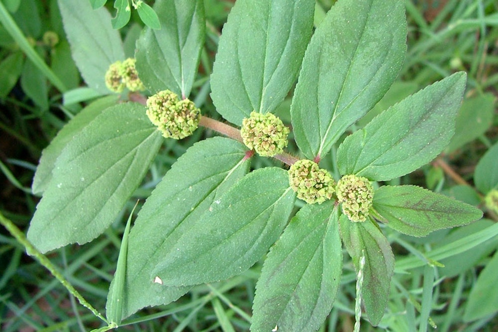 Asthma plant