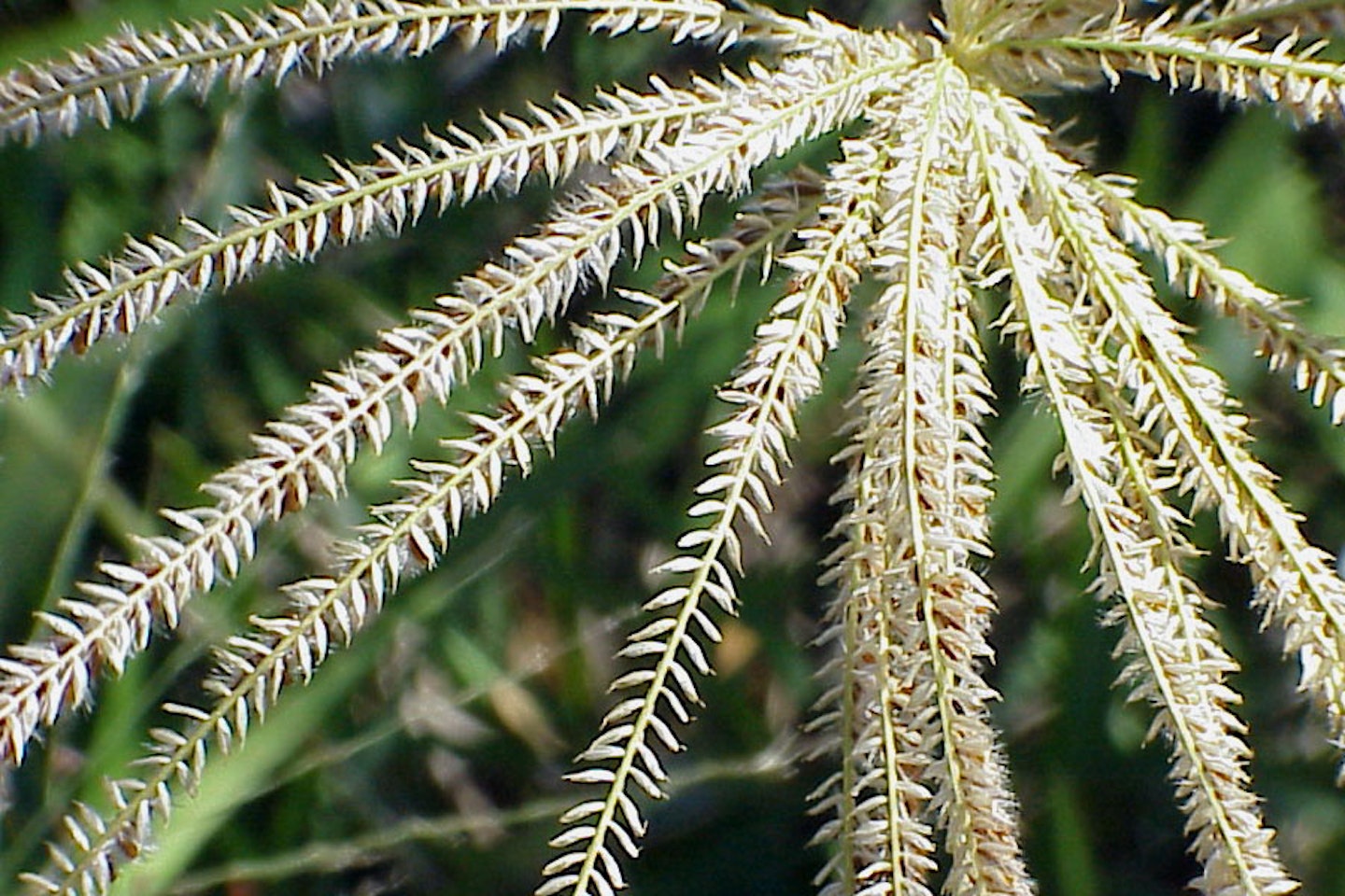 Premium Rhodes Grass Hay for Sale - Export Quality Livestock Feed