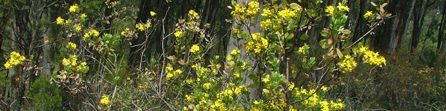 Bitou Flower Bitou bush