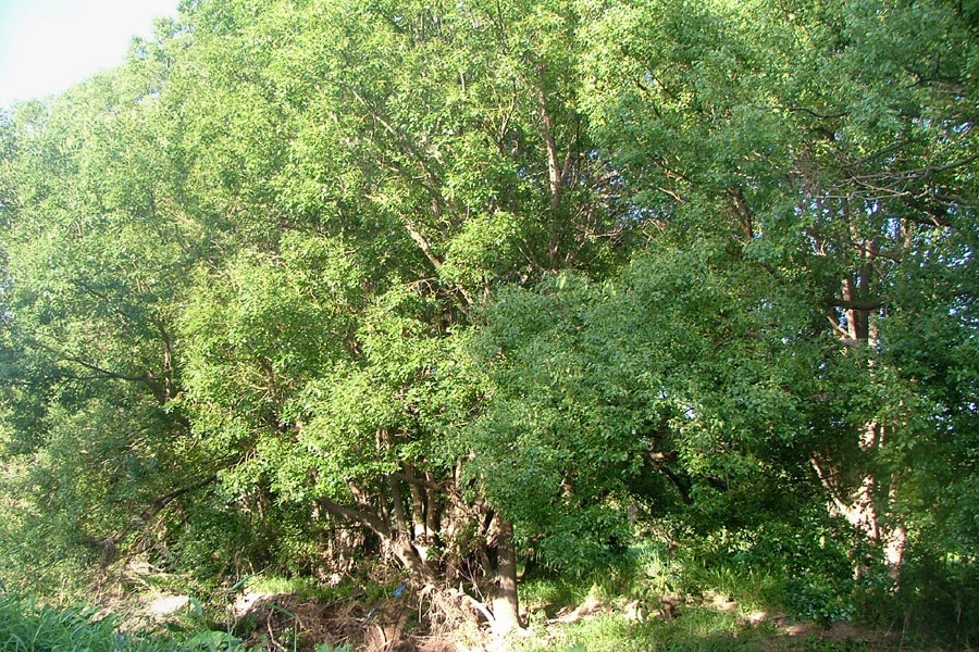 Camphor Laurel