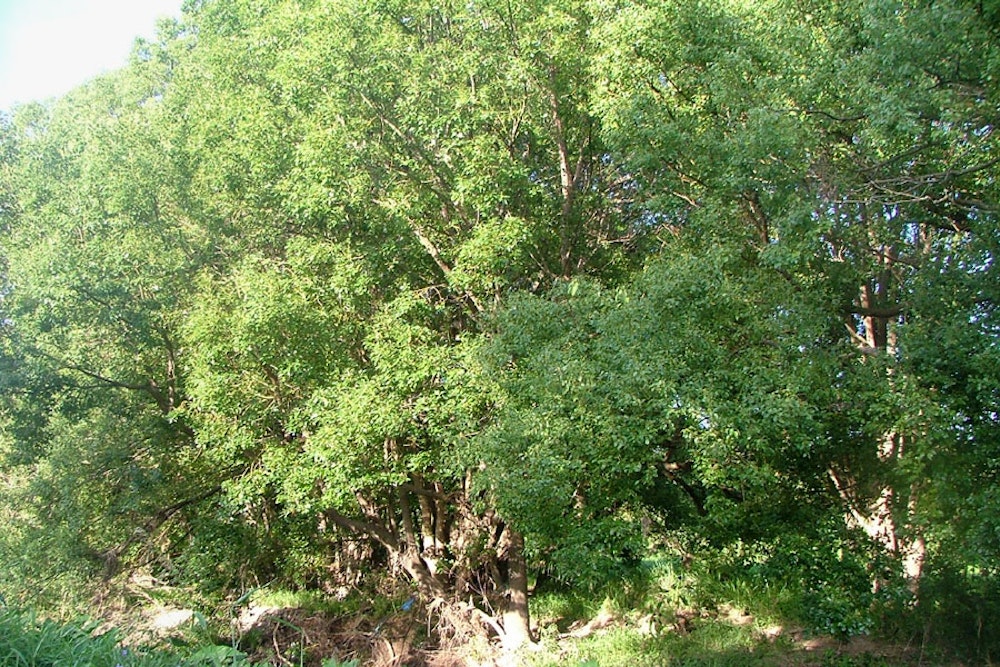 Camphor Laurel