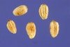 (Photo: Steve Hurst at USDA Plants Database)