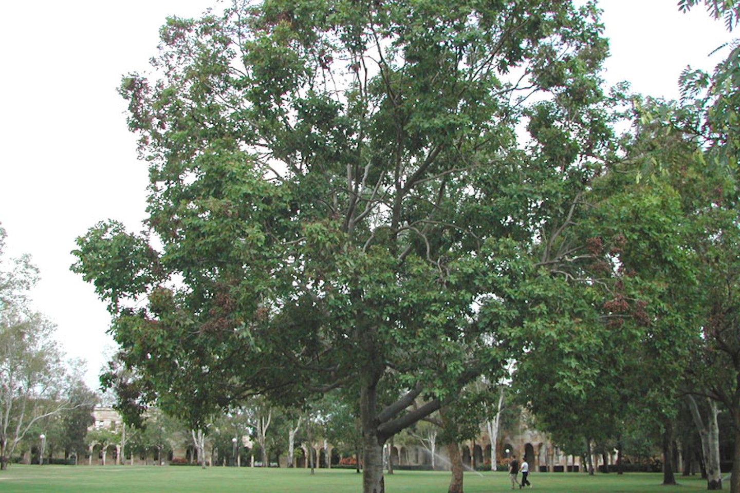 Cadaghi