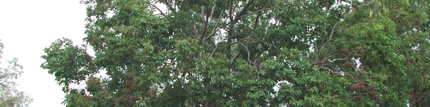 Cadaghi