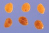 (Photo: Steve Hurst at USDA Plants Database)