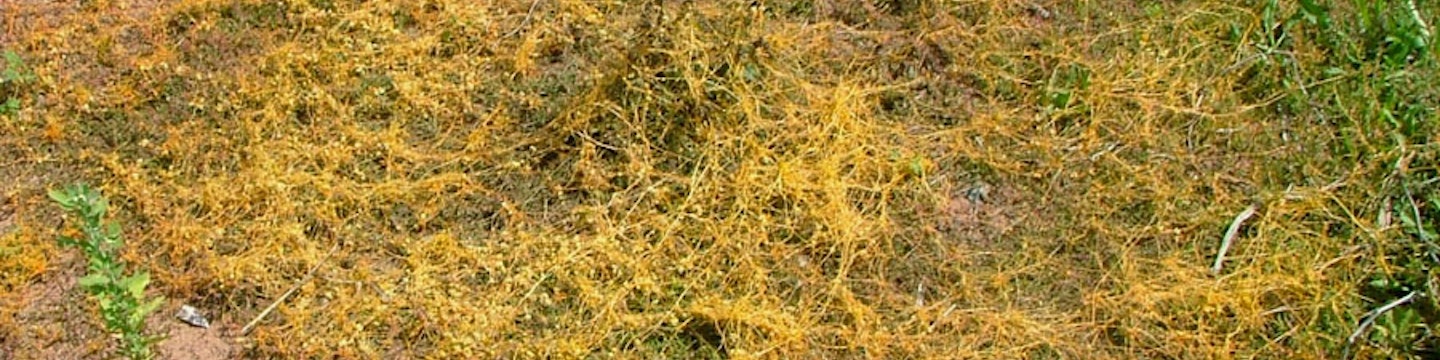 Dodder Weed Inversion Golden dodder