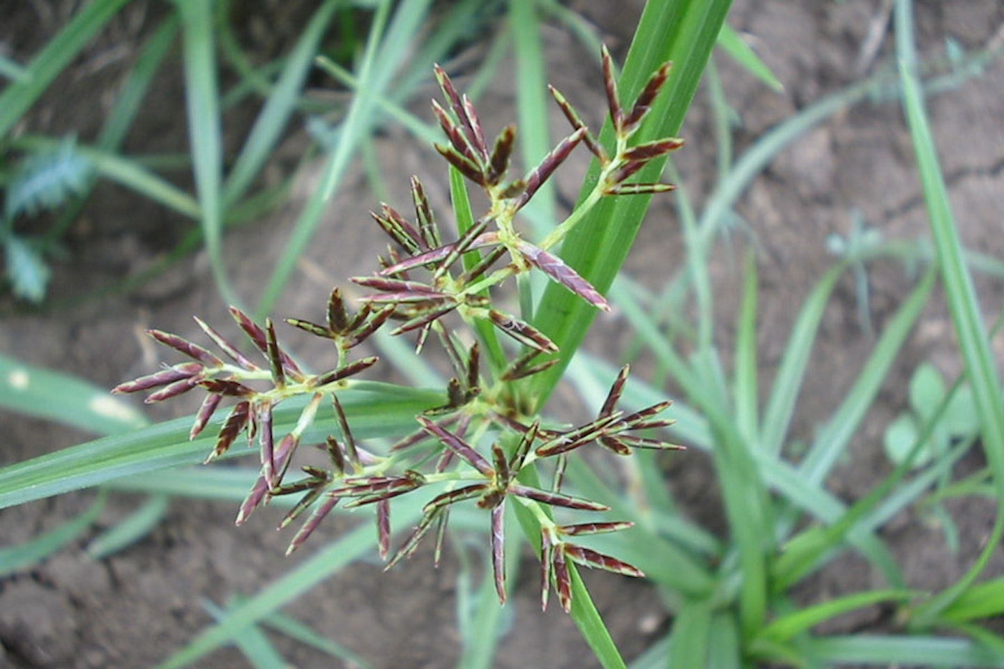 Nutgrass