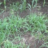 Nutgrass