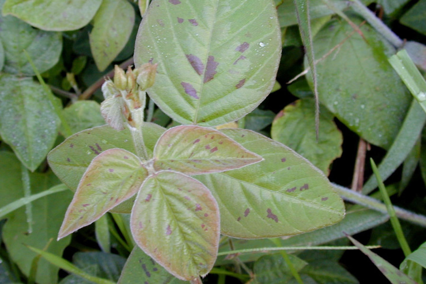 Greenleaf desmodium