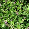 Greenleaf desmodium