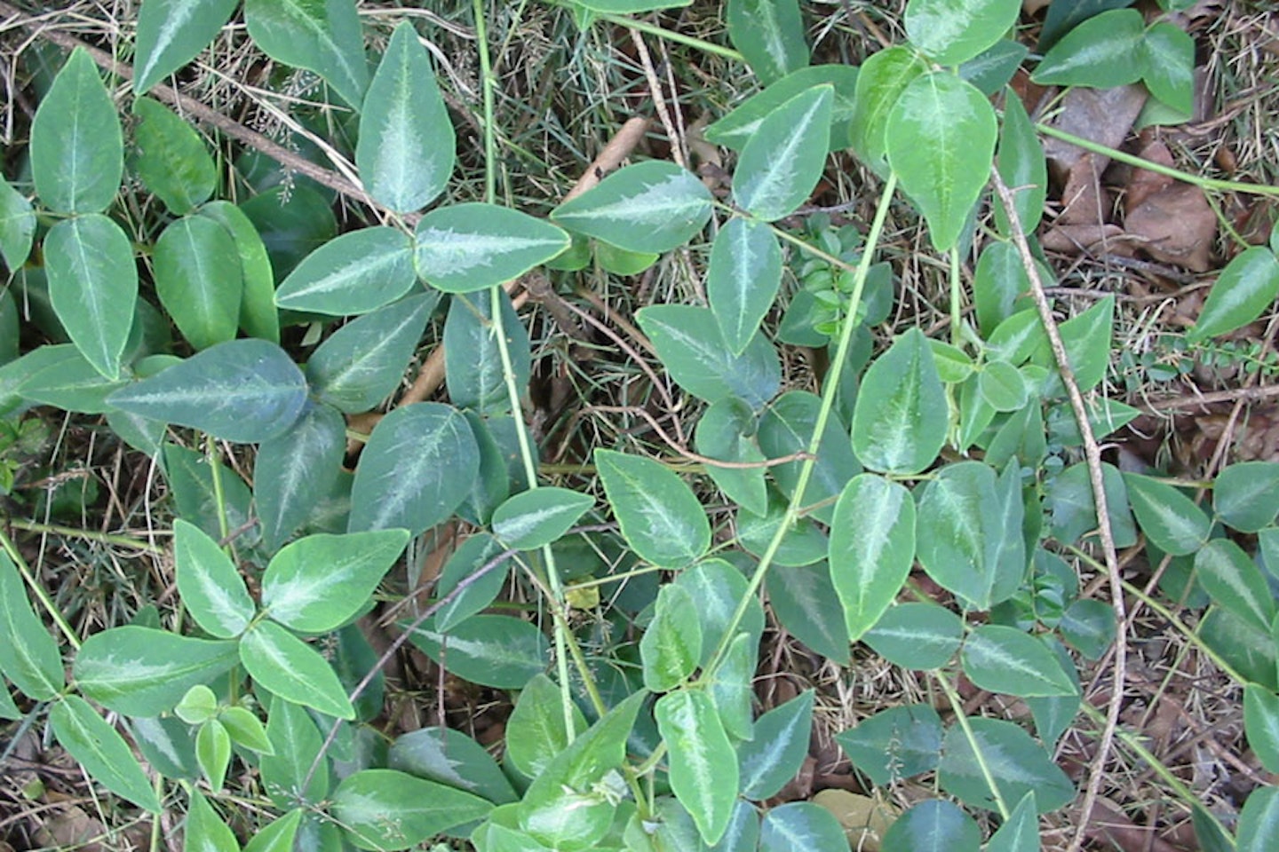 Silverleaf desmodium